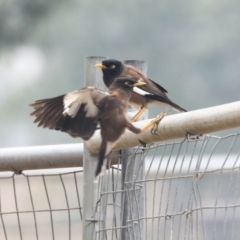 Acridotheres tristis at Holt, ACT - 12 Jan 2020