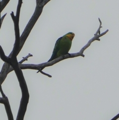 Polytelis swainsonii at Garran, ACT - suppressed