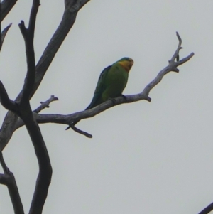 Polytelis swainsonii at Garran, ACT - suppressed