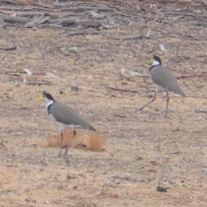 Vanellus miles at Garran, ACT - 8 Jan 2020 07:17 PM