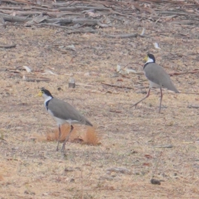 Vanellus miles (Masked Lapwing) at Garran, ACT - 8 Jan 2020 by JackyF