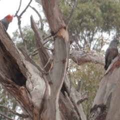 Callocephalon fimbriatum (Gang-gang Cockatoo) at GG229 - 10 Jan 2020 by JackyF