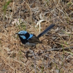 Malurus cyaneus (Superb Fairywren) at Deakin, ACT - 12 Jan 2020 by JackyF