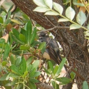 Rhipidura albiscapa at Deakin, ACT - 12 Jan 2020