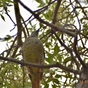 Ptilonorhynchus violaceus at Weston, ACT - 11 Jan 2020