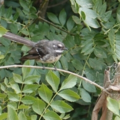 Rhipidura albiscapa (Grey Fantail) at Deakin, ACT - 12 Jan 2020 by JackyF