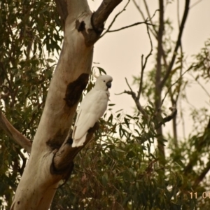 Cacatua galerita at Weston, ACT - 11 Jan 2020