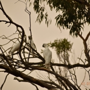 Cacatua galerita at Weston, ACT - 11 Jan 2020