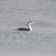 Phalacrocorax varius (Pied Cormorant) at Kingston, ACT - 11 Jan 2020 by RodDeb