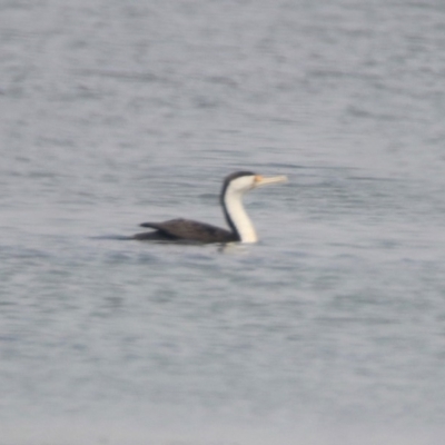 Phalacrocorax varius (Pied Cormorant) at Lake Burley Griffin Central/East - 11 Jan 2020 by RodDeb
