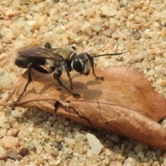 Sphex sp. (genus) (Unidentified Sphex digger wasp) at Barton, ACT - 11 Jan 2020 by RodDeb