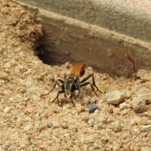 Sphex sp. (genus) at Barton, ACT - 11 Jan 2020