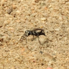 Sphex sp. (genus) at Barton, ACT - 11 Jan 2020