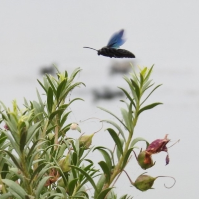 Austroscolia soror (Blue Flower Wasp) at Commonwealth & Kings Parks - 11 Jan 2020 by RodDeb