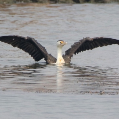 Phalacrocorax varius (Pied Cormorant) at Lake Burley Griffin Central/East - 11 Jan 2020 by RodDeb