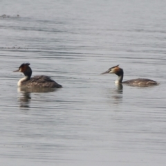 Podiceps cristatus (Great Crested Grebe) at Lake Burley Griffin Central/East - 11 Jan 2020 by RodDeb