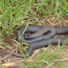 Pseudechis porphyriacus (Red-bellied Black Snake) at Bega, NSW - 13 Jan 2020 by MatthewHiggins