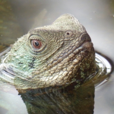 Intellagama lesueurii howittii (Gippsland Water Dragon) at Bega, NSW - 13 Jan 2020 by MatthewHiggins