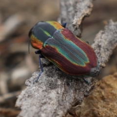 Selagis caloptera (Caloptera jewel beetle) at Majura, ACT - 9 Jan 2020 by jbromilow50