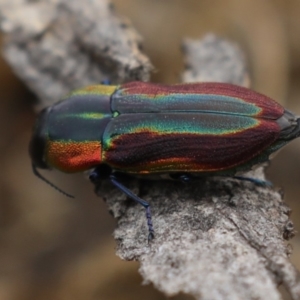 Selagis caloptera at Majura, ACT - 9 Jan 2020