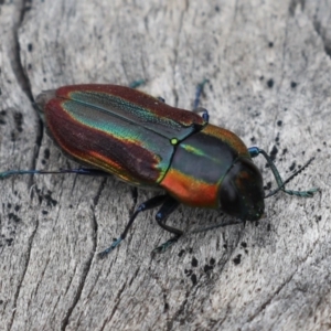 Selagis caloptera at Majura, ACT - 9 Jan 2020