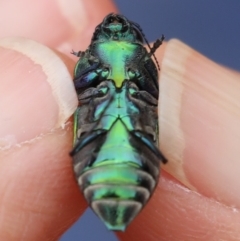 Selagis caloptera at Majura, ACT - 9 Jan 2020