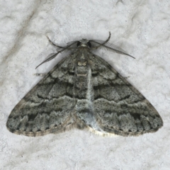 Lipogya eutheta (Grey Bark Moth) at Ainslie, ACT - 9 Jan 2020 by jbromilow50
