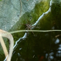 Dolomedes sp. (genus) (Fishing spider) at Hughes, ACT - 13 Jan 2020 by Ct1000