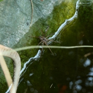 Dolomedes sp. (genus) at Hughes, ACT - 13 Jan 2020 02:46 PM