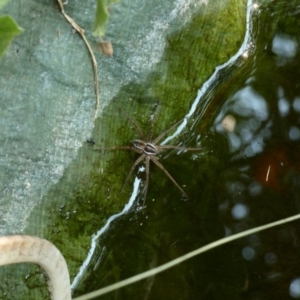 Dolomedes sp. (genus) at Hughes, ACT - 13 Jan 2020 02:46 PM