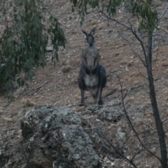 Osphranter robustus (Wallaroo) at Red Hill Nature Reserve - 12 Jan 2020 by Ct1000