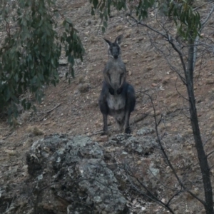 Osphranter robustus robustus at Deakin, ACT - 12 Jan 2020 08:03 PM