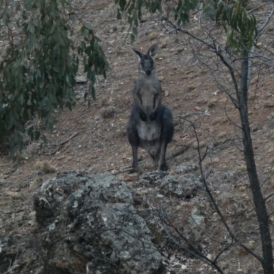 Osphranter robustus (Wallaroo) at Red Hill Nature Reserve - 12 Jan 2020 by Ct1000