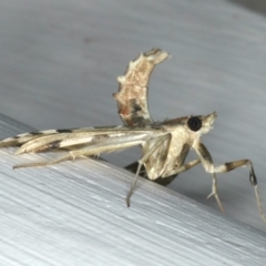 Sceliodes cordalis at Ainslie, ACT - 9 Jan 2020