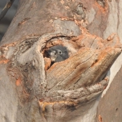 Callocephalon fimbriatum (Gang-gang Cockatoo) at Acton, ACT - 12 Jan 2020 by HelenCross