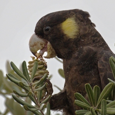 Zanda funerea (Yellow-tailed Black-Cockatoo) at Kambah, ACT - 13 Jan 2020 by Marthijn