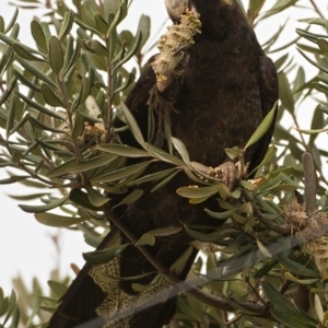 Zanda funerea at Kambah, ACT - 13 Jan 2020