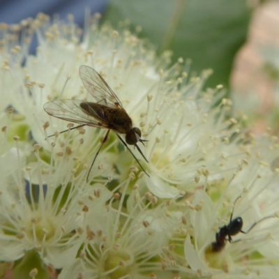 Geron sp. (genus) (Slender Bee Fly) at Rugosa - 9 Jan 2020 by SenexRugosus