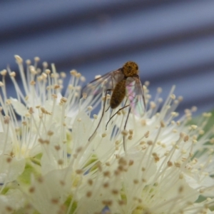 Geron sp. (genus) at Yass River, NSW - 9 Jan 2020