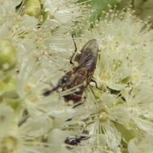 Metallea sp. (genus) at Yass River, NSW - 9 Jan 2020