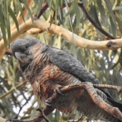 Callocephalon fimbriatum (Gang-gang Cockatoo) at Aranda, ACT - 12 Jan 2020 by KMcCue