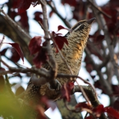 Eudynamys orientalis (Pacific Koel) at Hughes, ACT - 13 Jan 2020 by LisaH