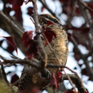 Eudynamys orientalis at Hughes, ACT - 13 Jan 2020