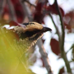 Eudynamys orientalis at Hughes, ACT - 13 Jan 2020