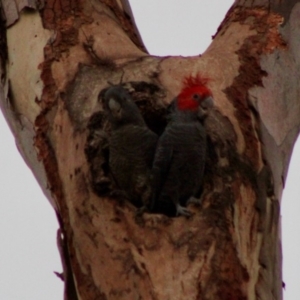 Callocephalon fimbriatum at Hughes, ACT - 13 Jan 2020