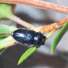 Neocuris pubescens (A jewel beetle) at Cavan, NSW - 7 Dec 2019 by Harrisi