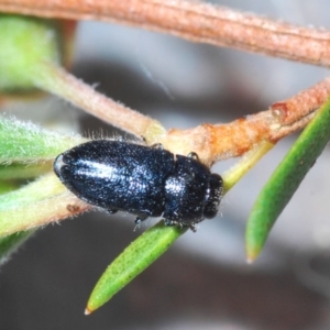 Neocuris pubescens at Cavan, NSW - 7 Dec 2019 11:08 PM