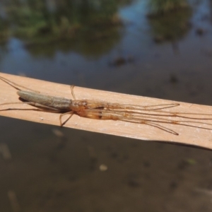 Tetragnatha sp. (genus) at Gordon, ACT - 27 Nov 2019