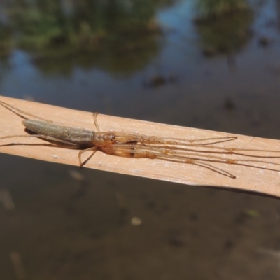Tetragnatha sp. (genus) (Long-jawed spider) at Gordon Pond - 27 Nov 2019 by michaelb
