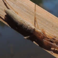 Tetragnatha sp. (genus) at Gordon, ACT - 27 Nov 2019 01:15 PM